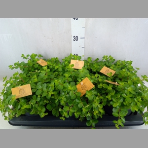 Peperomia rotundifolia