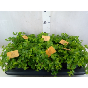 Peperomia rotundifolia