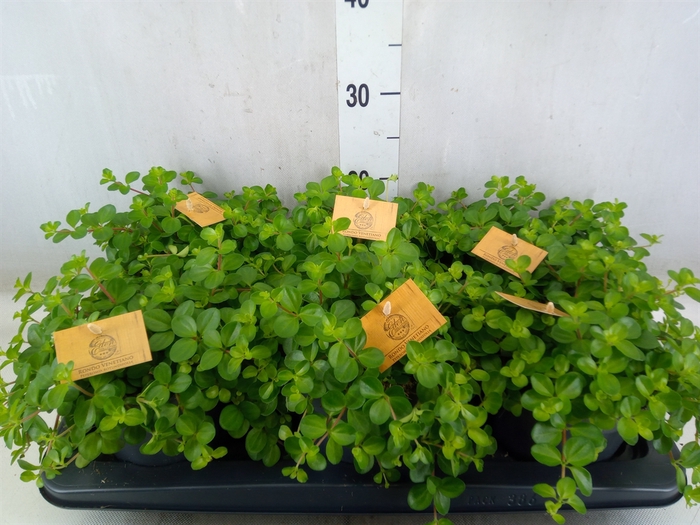 <h4>Peperomia rotundifolia</h4>