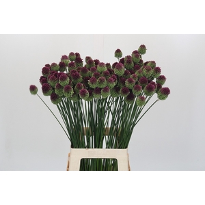 Allium Sphaerocephalon