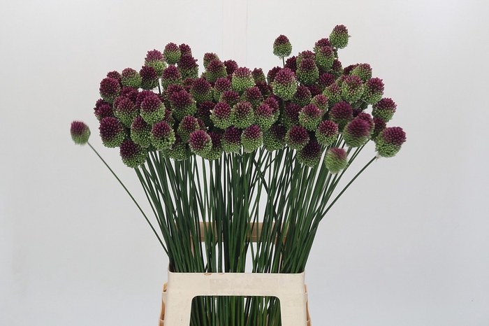 <h4>Allium Sphaerocephalon</h4>