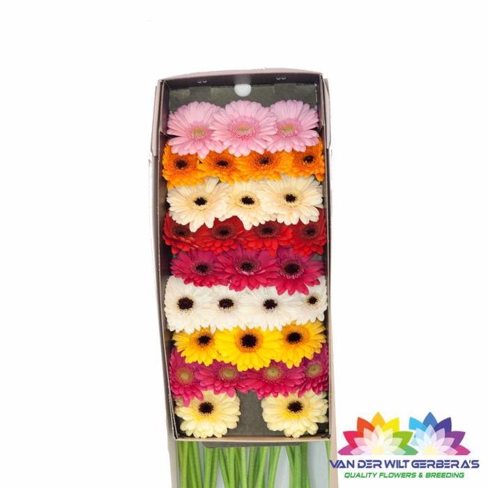 <h4>Germini Mix op Rij Doos</h4>