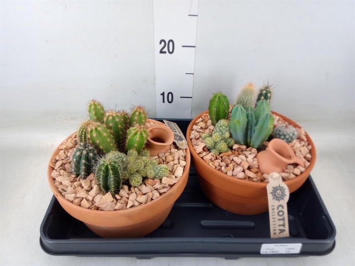 <h4>Arr.  Cactus L%</h4>