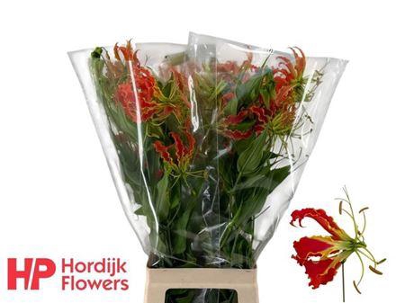 Gloriosa Exot Orange Long