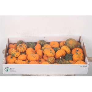 Cuc P Jack Be Little X40