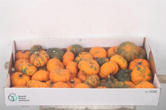 <h4>Cuc P Jack Be Little X40</h4>