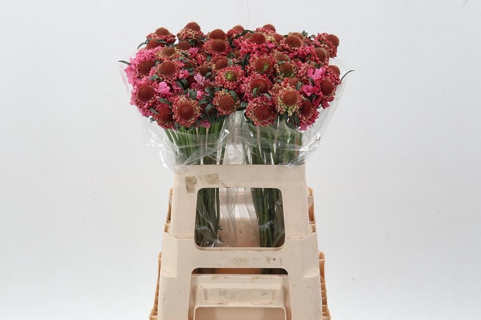 <h4>Scab Candy Scoop</h4>