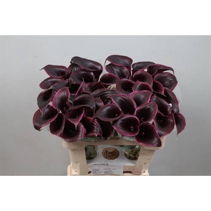 Calla Cantor Kallaland