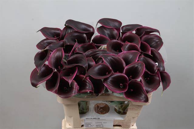 <h4>Calla Cantor Kallaland</h4>