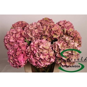 HYDR M CH RODEO CL