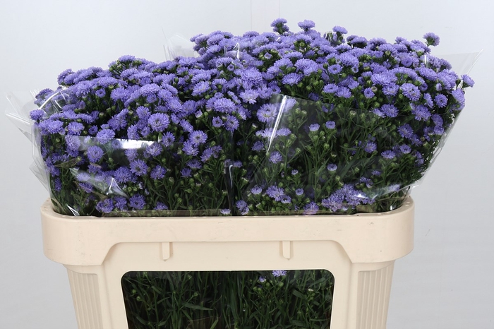 <h4>Aster Baby Blue</h4>