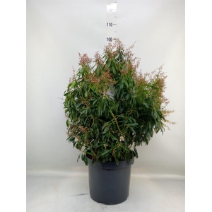 Pieris japonica 'Valley Rose'