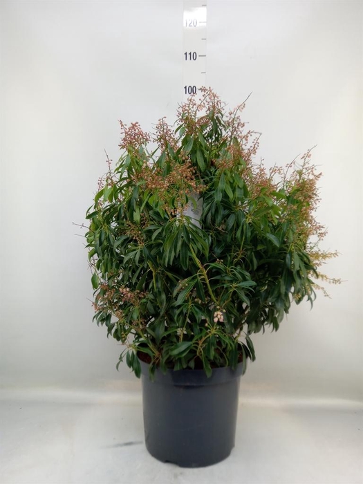 <h4>Pieris japonica 'Valley Rose'</h4>