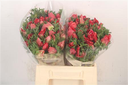 <h4>Anemone Mistral Red</h4>