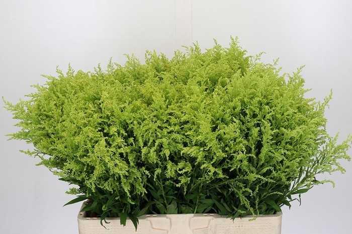 <h4>Solidago Tara Gold</h4>