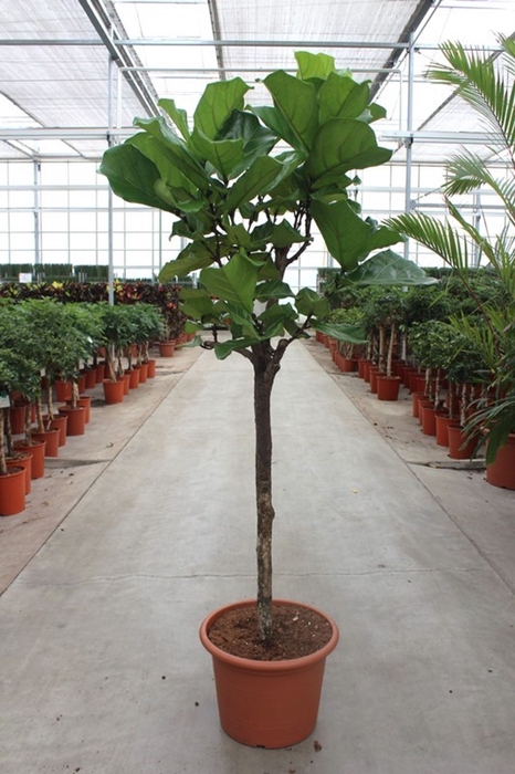Ficus lyrata