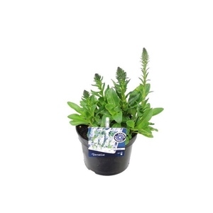 Veronica gentianoides alba