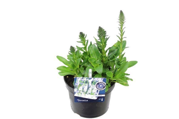 <h4>Veronica gentianoides alba</h4>