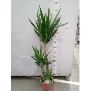Yucca