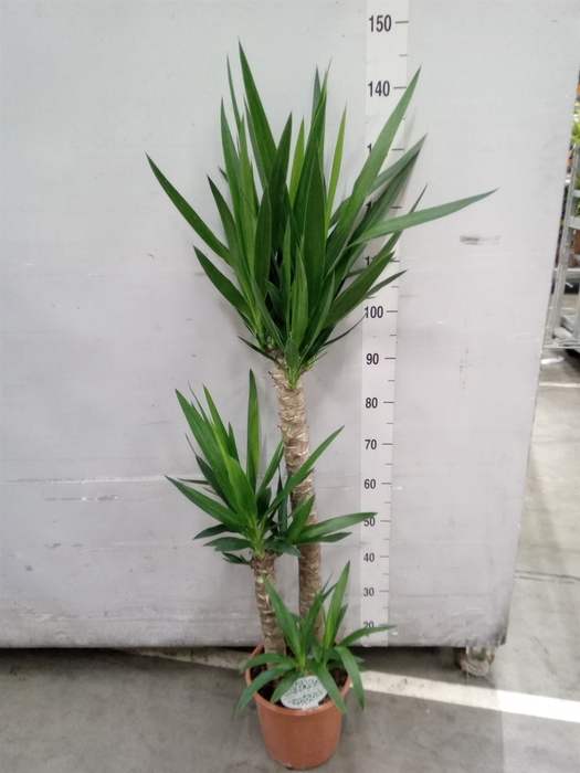 <h4>Yucca</h4>