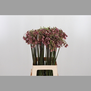 Allium Siculum