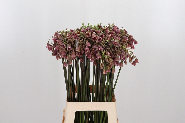 <h4>Allium Siculum</h4>