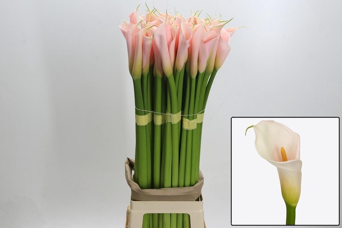 <h4>ZANT AE EYD SALMON</h4>