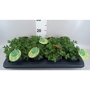 Delosperma echinatum