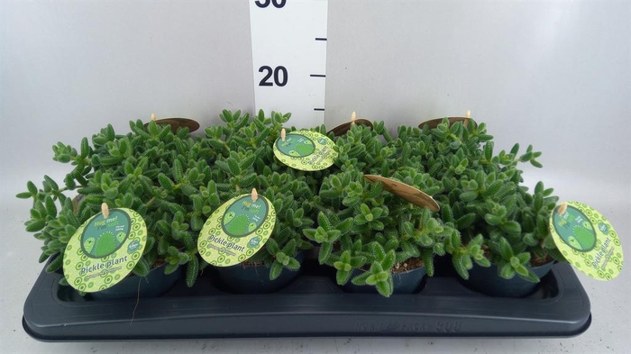 <h4>Delosperma echinatum</h4>