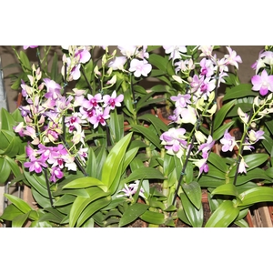 DENPHALAEN MINI P12 QUADRADO