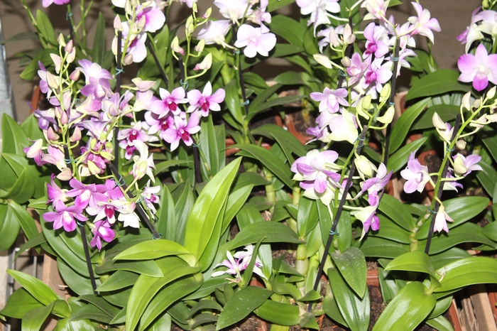 <h4>DENPHALAEN MINI P12 QUADRADO</h4>