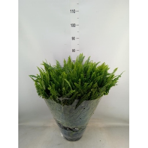 Nephrolepis exal. 'Green Lady'