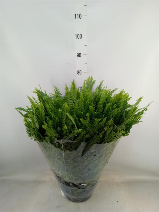 <h4>Nephrolepis exal. 'Green Lady'</h4>