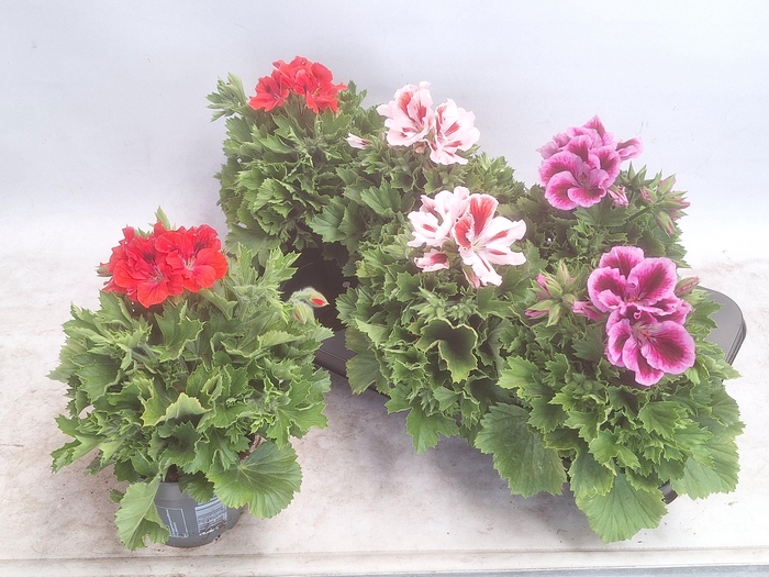 <h4>PEL GR MIXK 3 KL</h4>