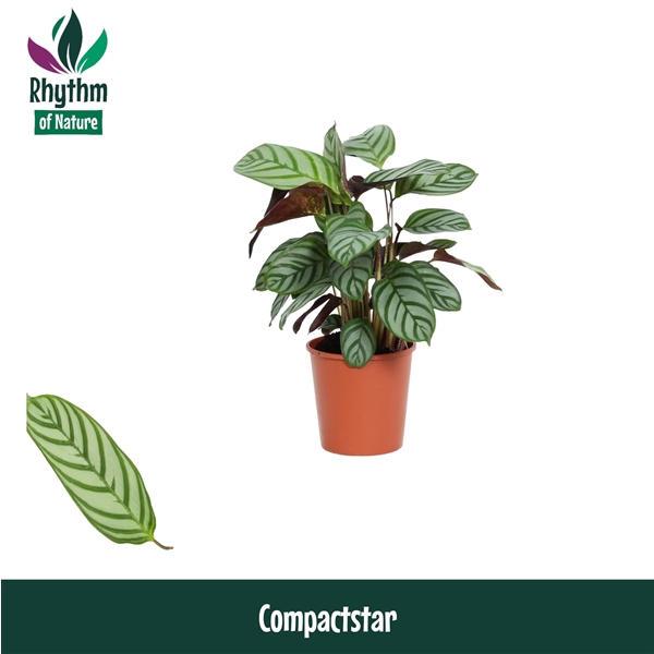 <h4>Calathea Compactstar</h4>