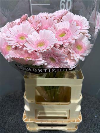 <h4>Ge Mi Bridal Kimsey</h4>