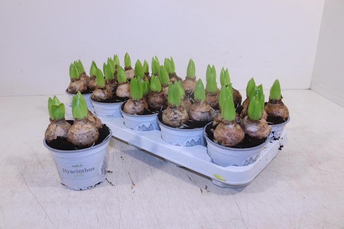 <h4>HYACIN WHITE PEARL</h4>