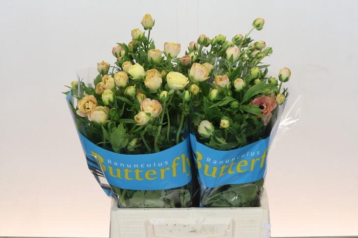 <h4>Ranunculus Butterfly Hestia</h4>