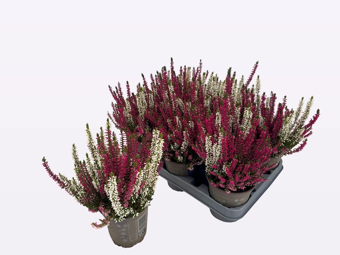 <h4>CALLU BL GEM PT 2KL</h4>