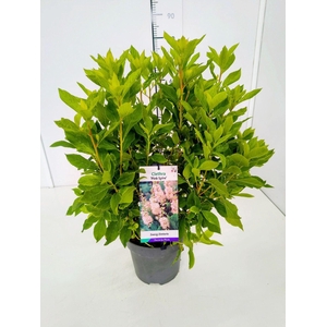 Clethra Pink Spire