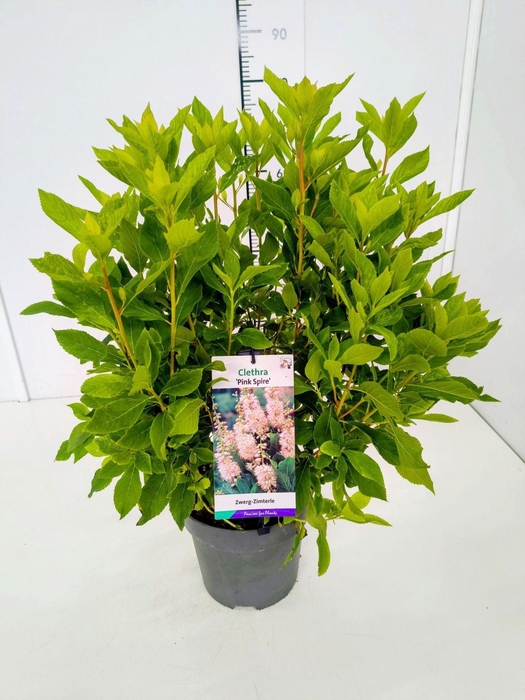 <h4>Clethra Pink Spire</h4>