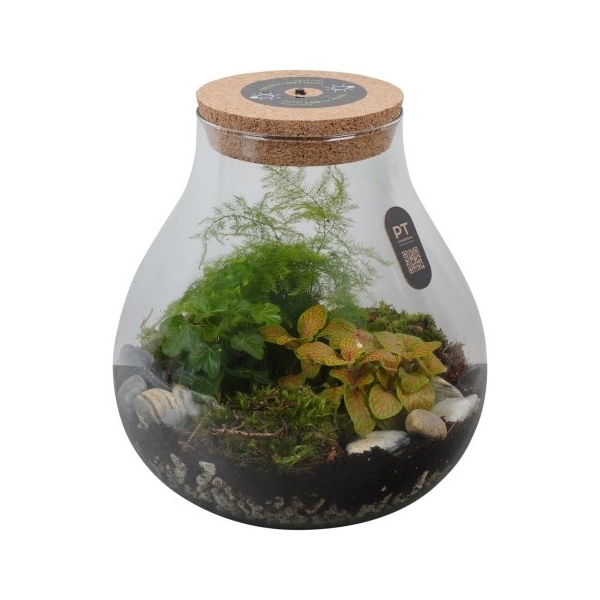 <h4>PTTER8113 Arrangement terrarium in glazen terrarium</h4>
