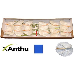 ANTH A ACROPOLIS