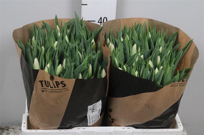 <h4>Tu En Update</h4>