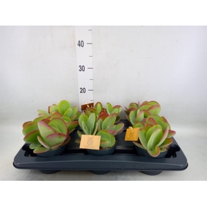 Kalanchoe NF thyrsiflora