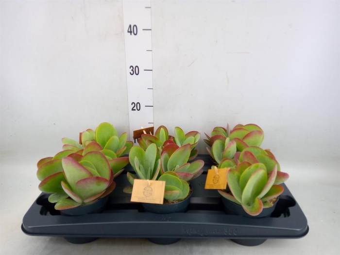 <h4>Kalanchoe NF thyrsiflora</h4>