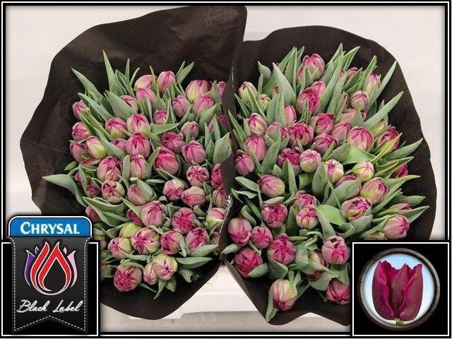 <h4>TU DU TONGA</h4>