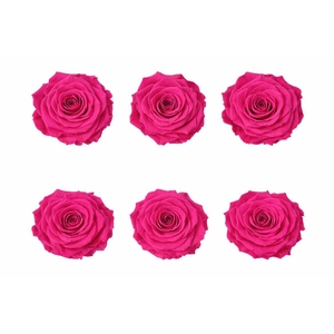 Ro Pres Classic Fuchsia