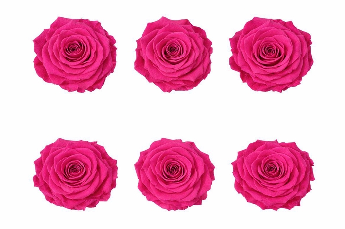 <h4>Ro Pres Classic Fuchsia</h4>