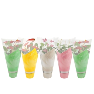 Anthurium 14 cm 4 color mix in Couture spring sleeve